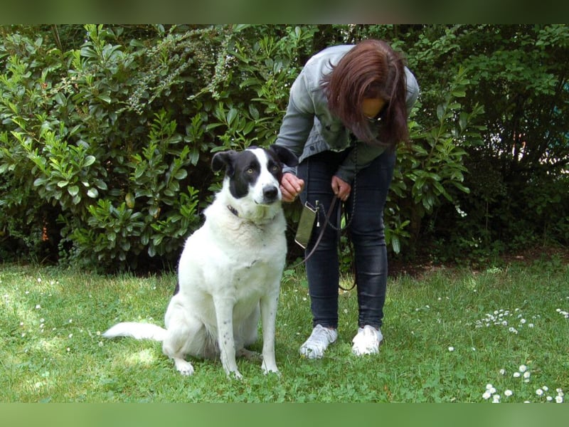 Badou - sanftmütiger, ausgeglichener Gefährte - Tierhilfe Franken e.V.