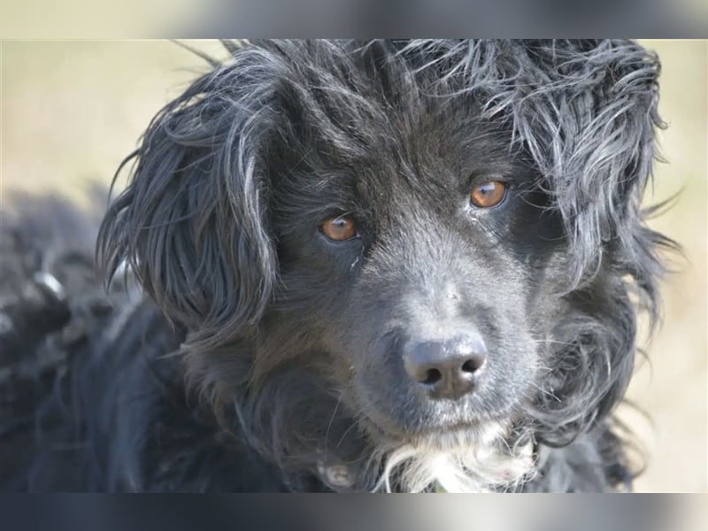 „Ibu“, ca. 3 Jahre alt, sucht seine Menschen. Sehr anhänglich.