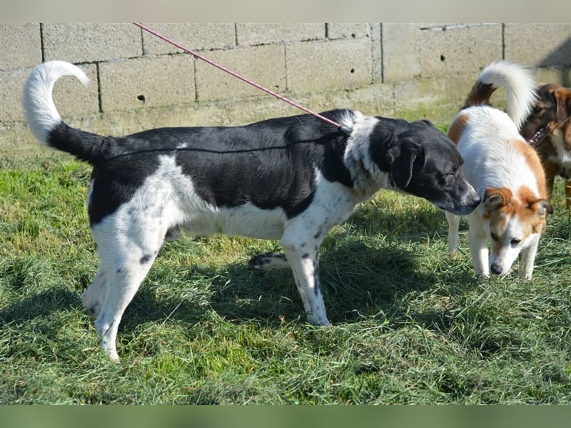 Blacky - Kinderlieber und verträglicher Rüde, geb. ca. 2019, wartet seit 2 Jahren vergeblich