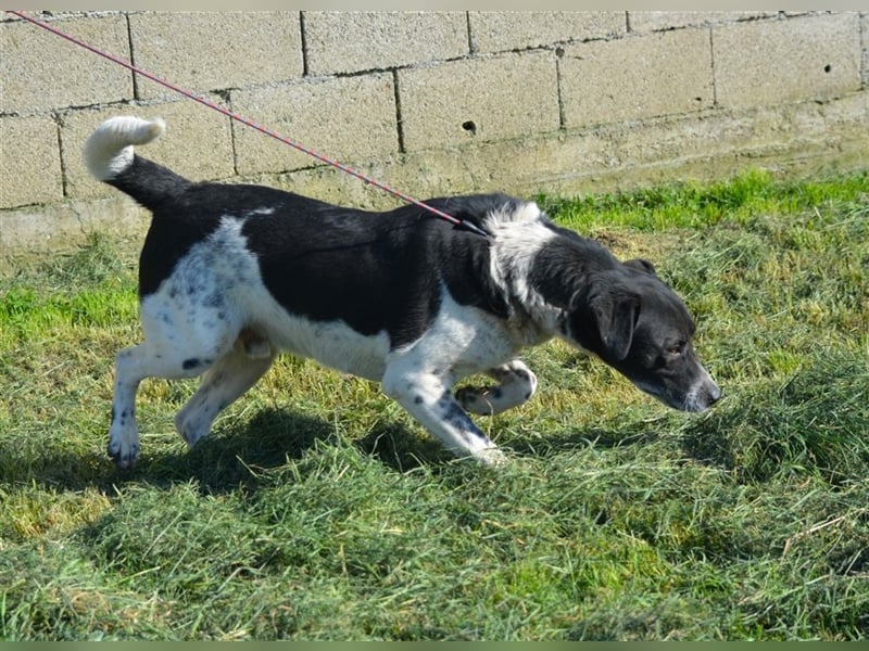 Blacky - Kinderlieber und verträglicher Rüde, geb. ca. 2019, wartet seit 2 Jahren vergeblich