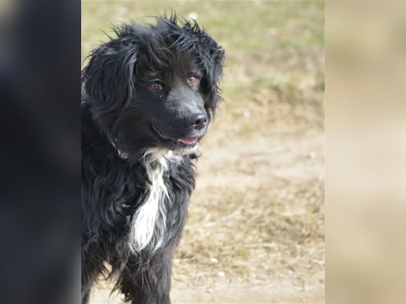 „Ibu“, ca. 3 Jahre alt, sucht seine Menschen. Sehr anhänglich.