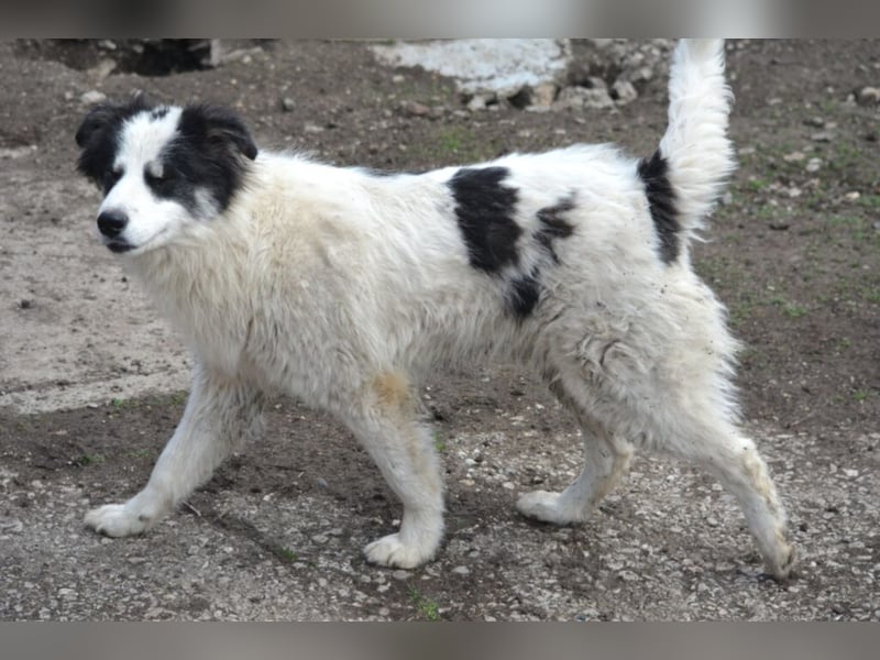 „Alfred“, ca. 01.2024 geboren, gut verträglicher Mischlingsrüde, noch zurückhaltend, sucht Zuhause