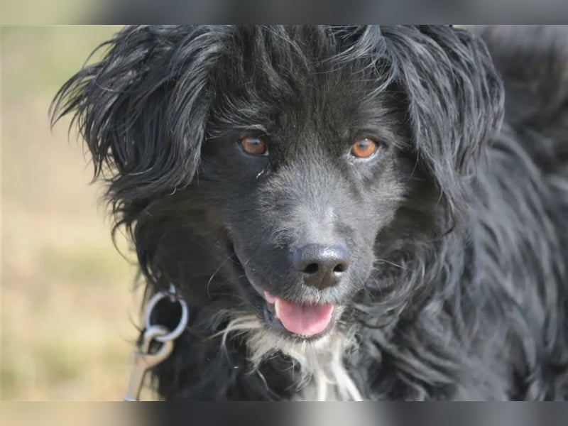 „Ibu“, ca. 3 Jahre alt, sucht seine Menschen. Sehr anhänglich.