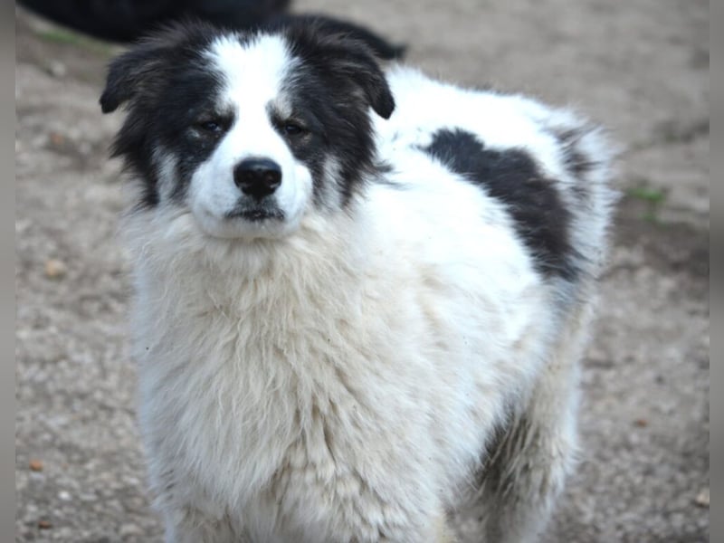 „Alfred“, ca. 01.2024 geboren, gut verträglicher Mischlingsrüde, noch zurückhaltend, sucht Zuhause