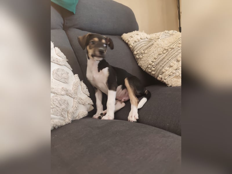 Süßer Juanito sucht sein Körbchen