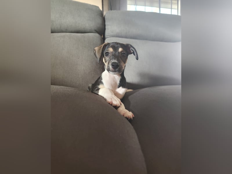 Süßer Juanito sucht sein Körbchen