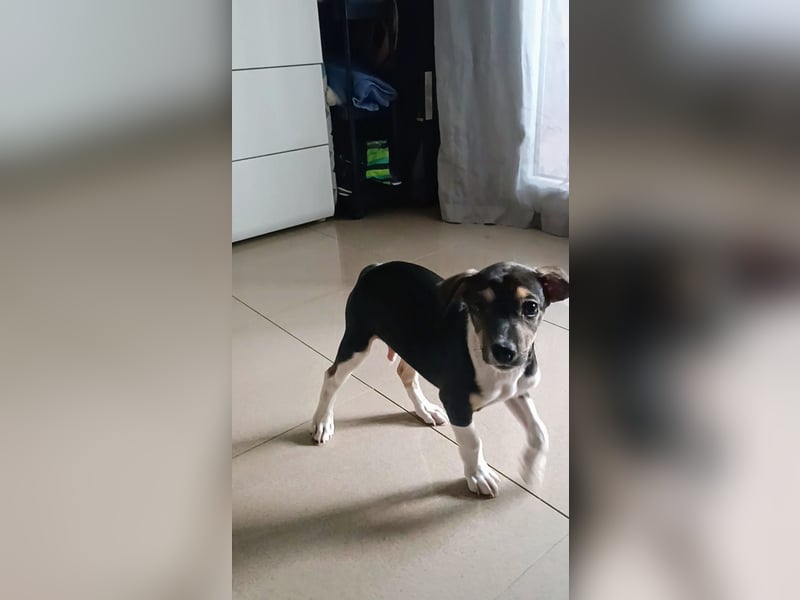 Süßer Juanito sucht sein Körbchen