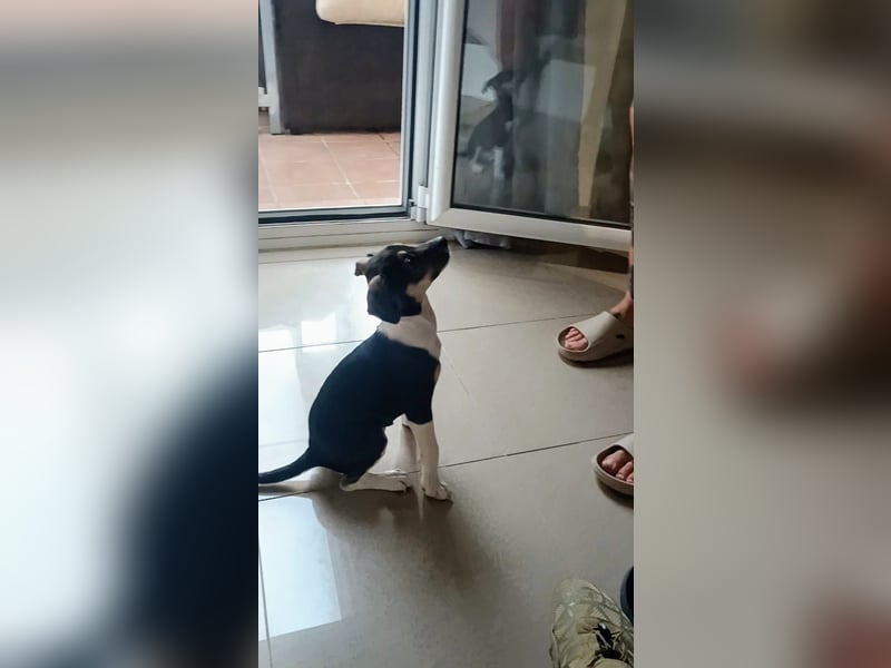 Süßer Juanito sucht sein Körbchen