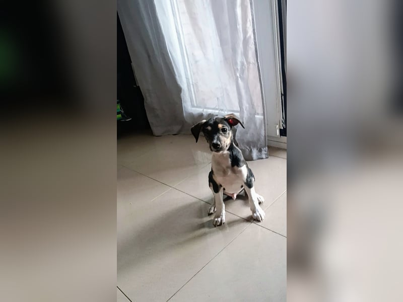 Süßer Juanito sucht sein Körbchen