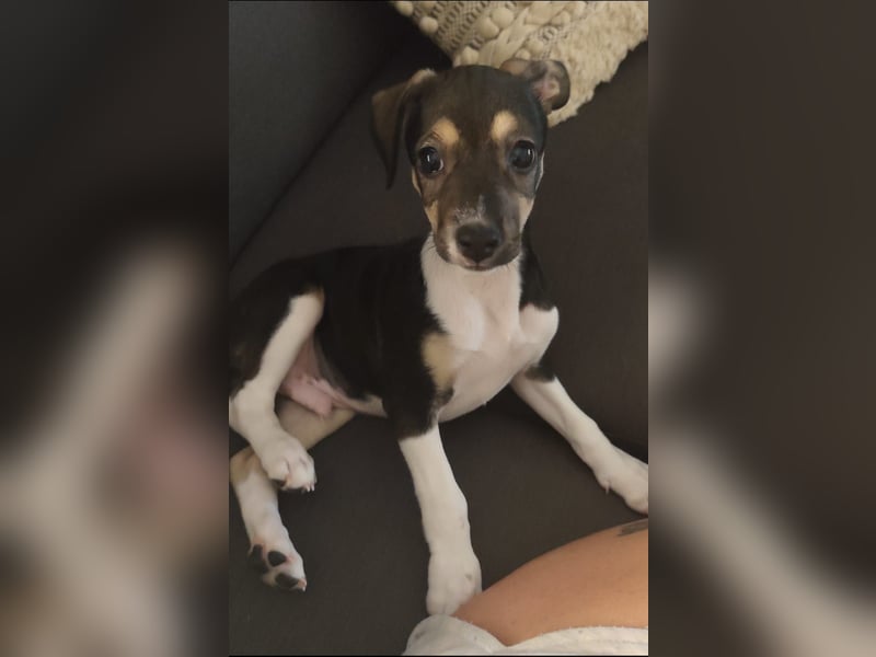 Süßer Juanito sucht sein Körbchen