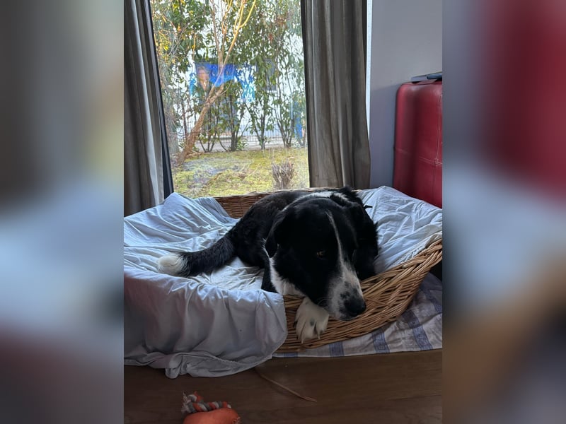 Sanfter Riese Tarzan sucht gemütliches Zuhause