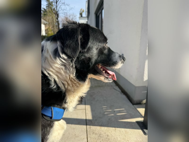 Sanfter Riese Tarzan sucht gemütliches Zuhause