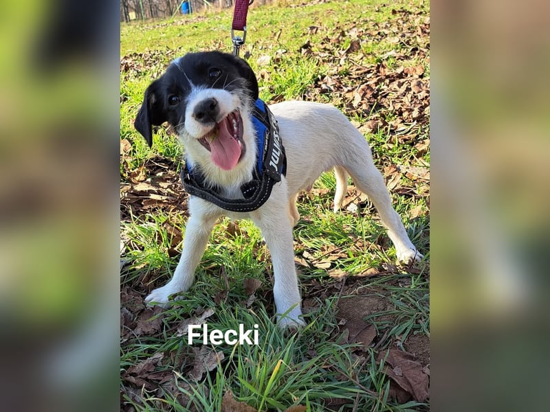 Flecky sucht ein eigenes Körbchen