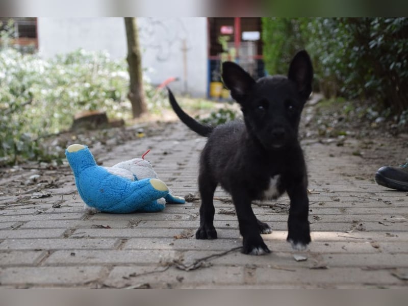 Karlchen - kleiner Entdecker sucht ein tolles Zuhause