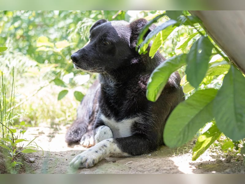 Coraj schüchterner Hundemann sucht geduldiges Zuhause