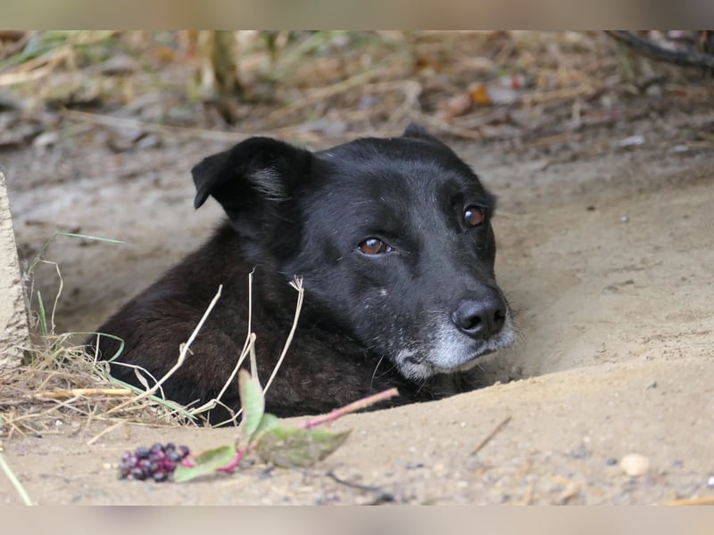 Coraj schüchterner Hundemann sucht geduldiges Zuhause