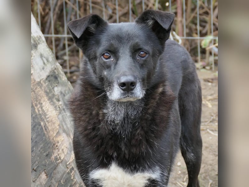 Coraj schüchterner Hundemann sucht geduldiges Zuhause