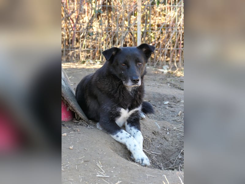 Coraj schüchterner Hundemann sucht geduldiges Zuhause