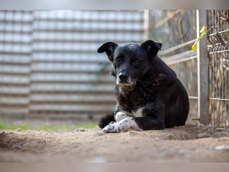 Coraj schüchterner Hundemann sucht geduldiges Zuhause