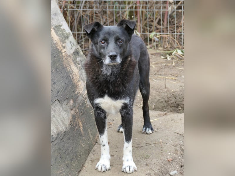 Coraj schüchterner Hundemann sucht geduldiges Zuhause