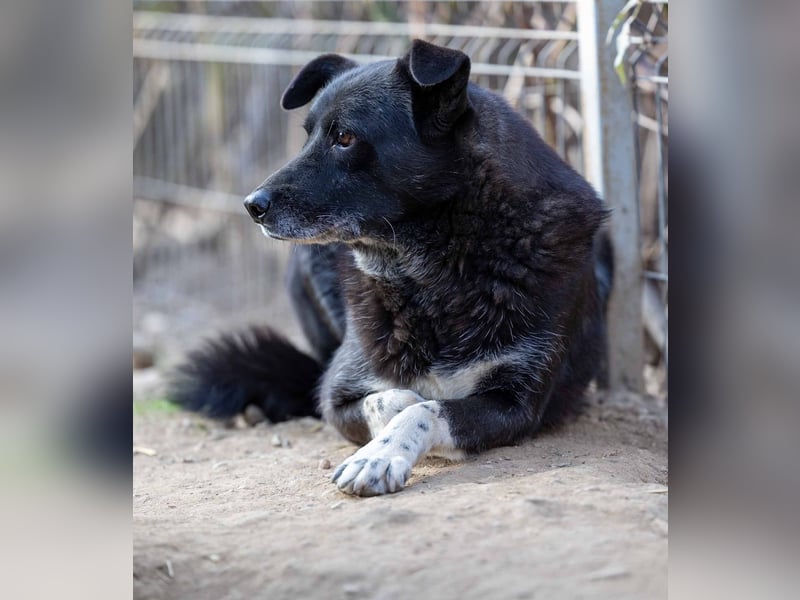 Coraj schüchterner Hundemann sucht geduldiges Zuhause