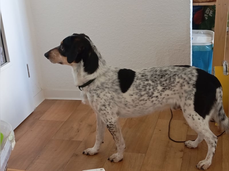 Rüde abzugeben