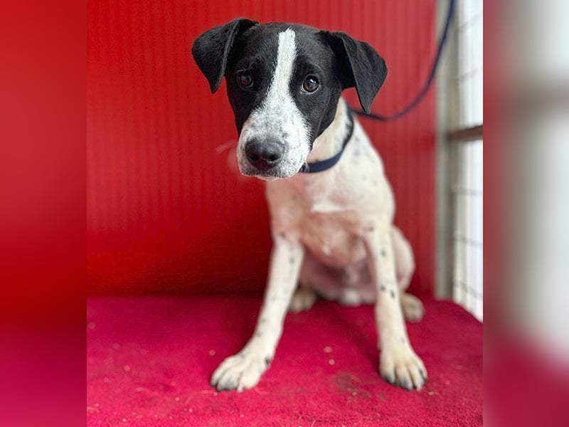 ❤️ zarte Hundeseele SAMMY - 8 Monate, 40cm/11kg - Mischling