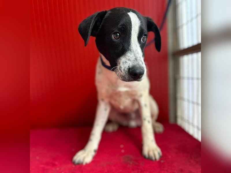 ❤️ zarte Hundeseele SAMMY - 8 Monate, 40cm/11kg - Mischling