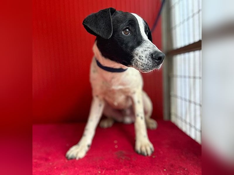 ❤️ zarte Hundeseele SAMMY - 8 Monate, 40cm/11kg - Mischling