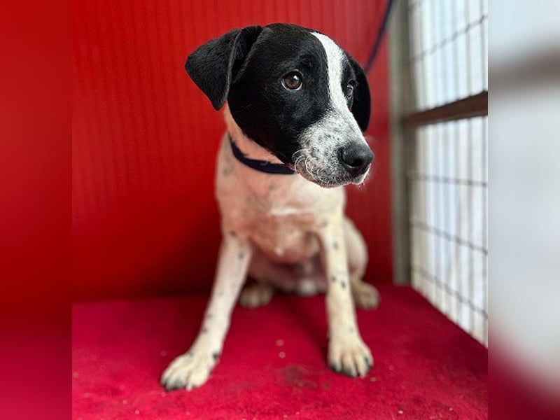 ❤️ zarte Hundeseele SAMMY - 8 Monate, 40cm/11kg - Mischling