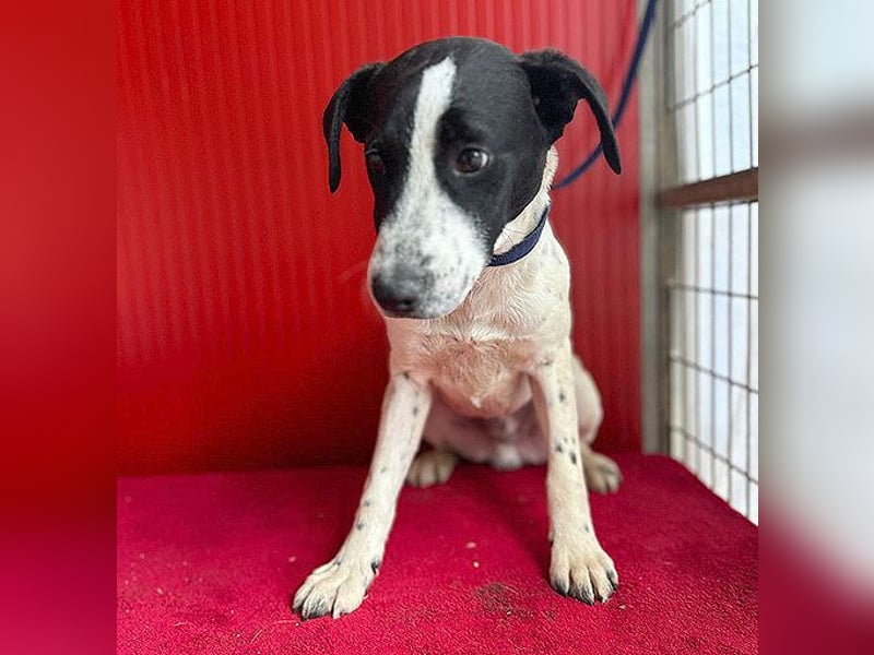 ❤️ zarte Hundeseele SAMMY - 8 Monate, 40cm/11kg - Mischling
