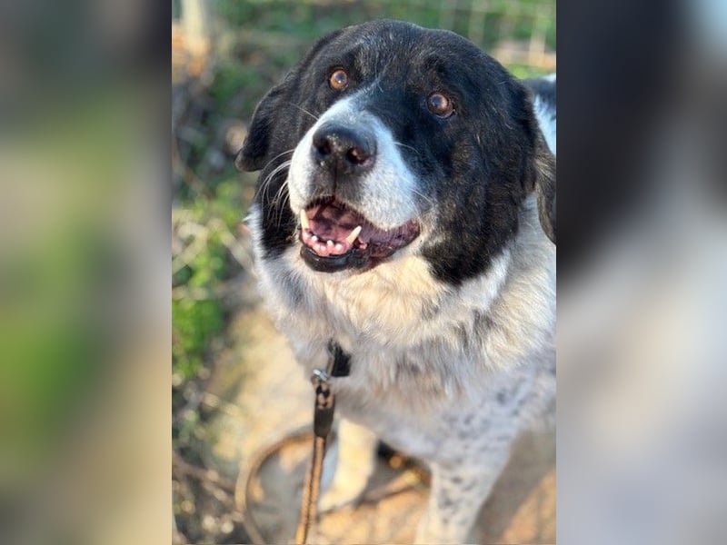 Couch gesucht für Senior BAO