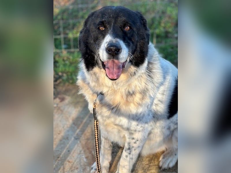 Couch gesucht für Senior BAO