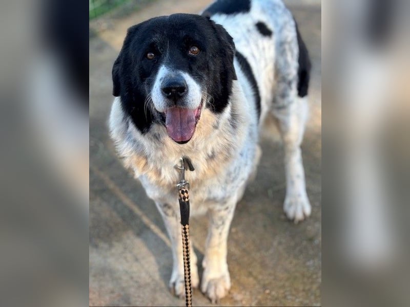 Couch gesucht für Senior BAO