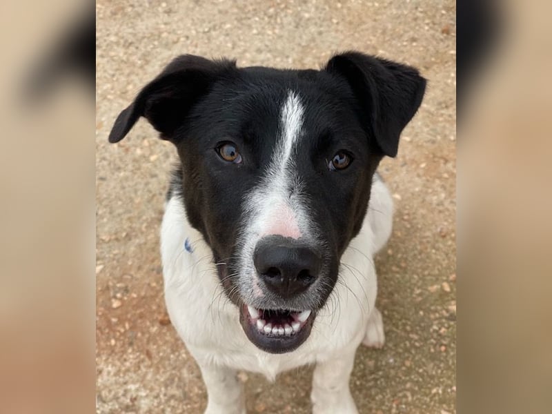 Couch gesucht für TUXEDO
