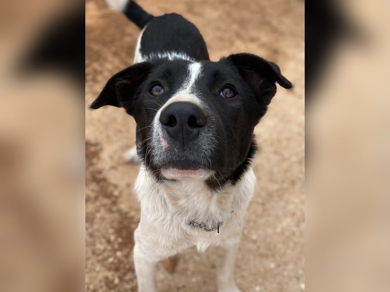Couch gesucht für TUXEDO