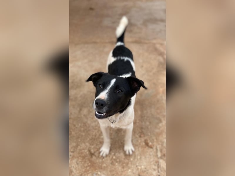 Couch gesucht für TUXEDO