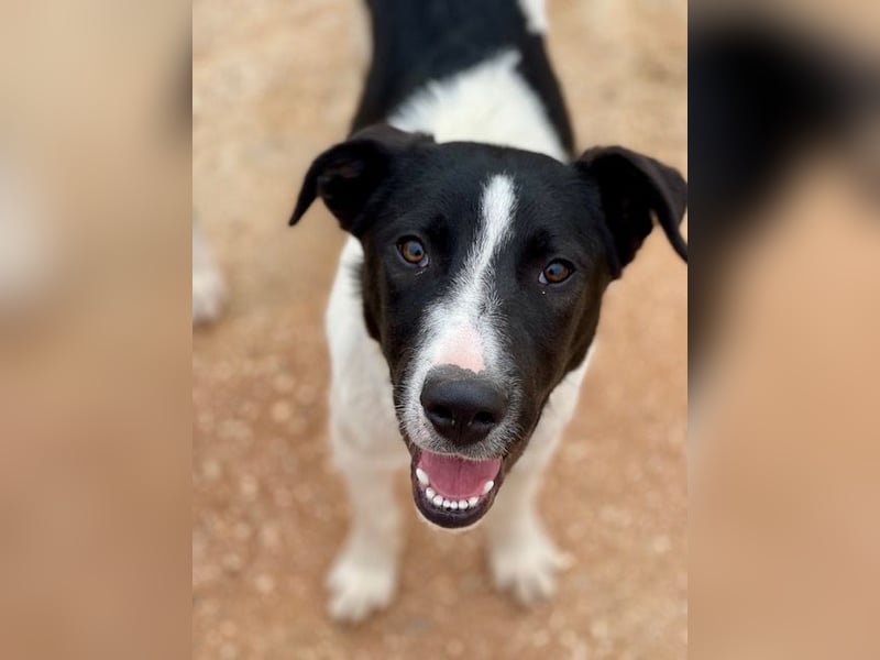 Couch gesucht für TUXEDO