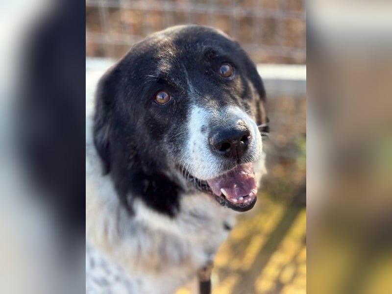 Couch gesucht für Senior BAO