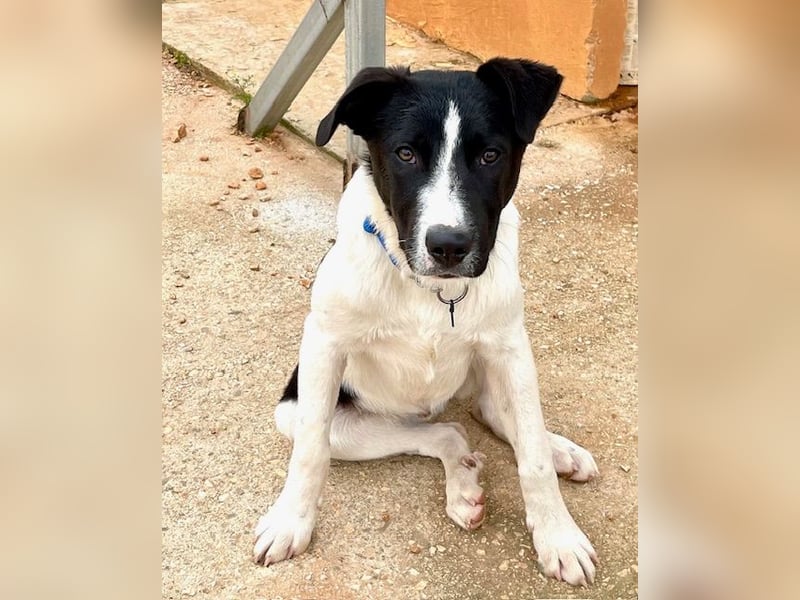 Couch gesucht für TUXEDO
