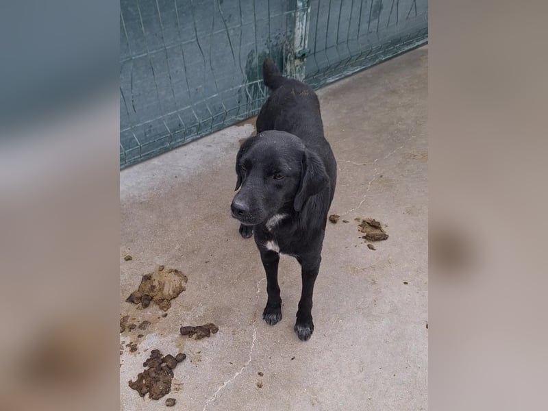 Percy ruhiger Labrador Mischling Rüde sucht Zuhause oder Pflegestelle