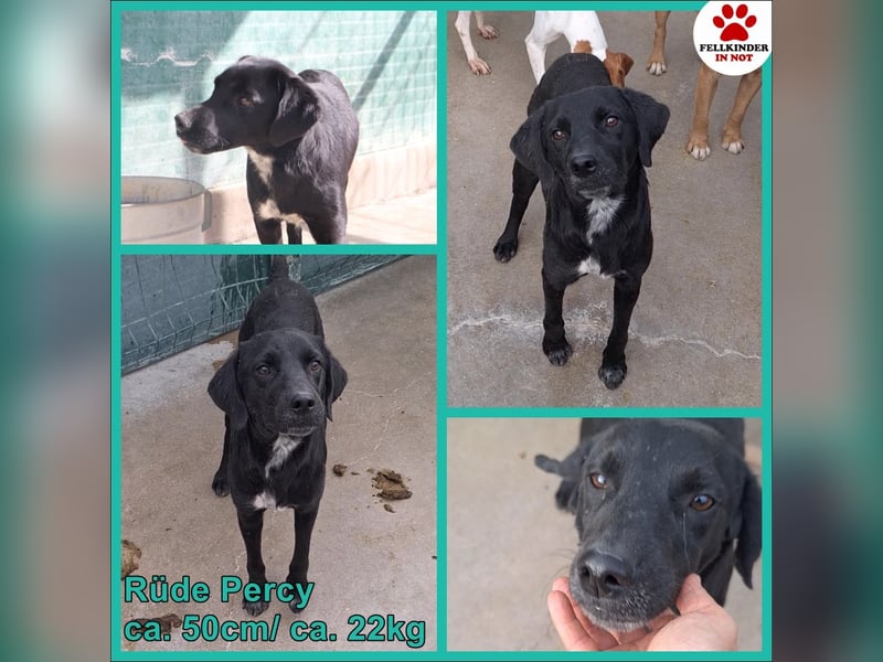 Percy ruhiger Labrador Mischling Rüde sucht Zuhause oder Pflegestelle