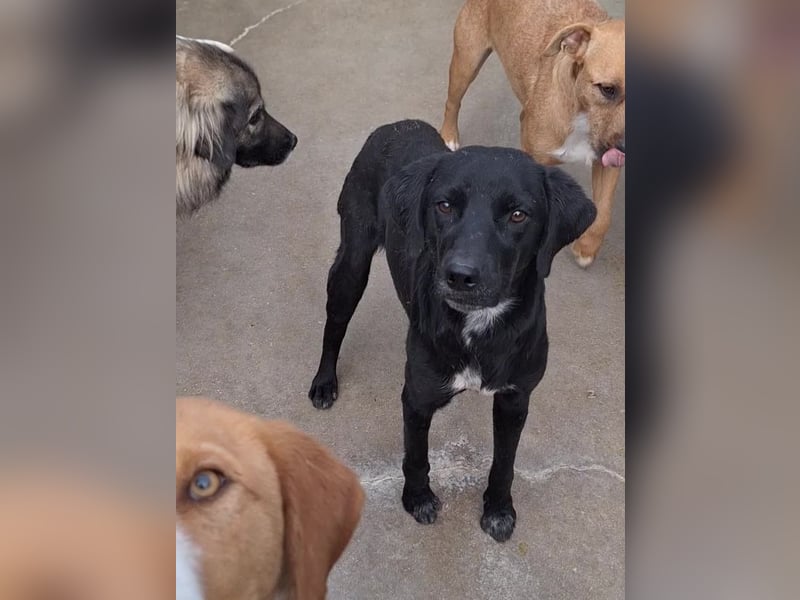 Percy ruhiger Labrador Mischling Rüde sucht Zuhause oder Pflegestelle