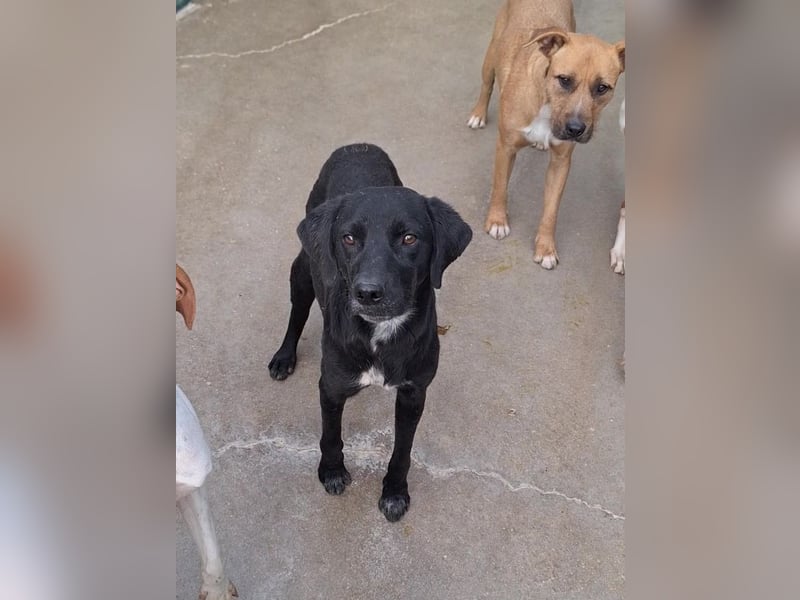Percy ruhiger Labrador Mischling Rüde sucht Zuhause oder Pflegestelle