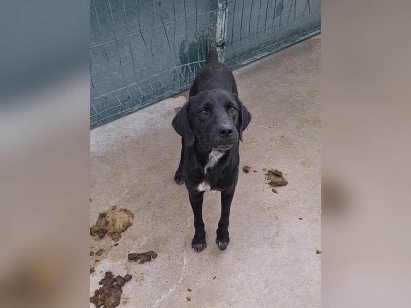 Percy ruhiger Labrador Mischling Rüde sucht Zuhause oder Pflegestelle