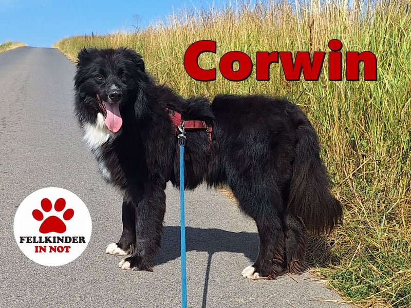 lieber Mischlings Rüde Corwin sucht ein Zuhause