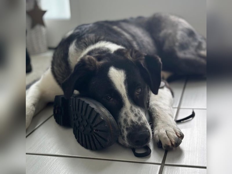 Cooper, geb. ca. 06/2023, lebt im Tierheim Ulm, VERMITTLUNSHILFE