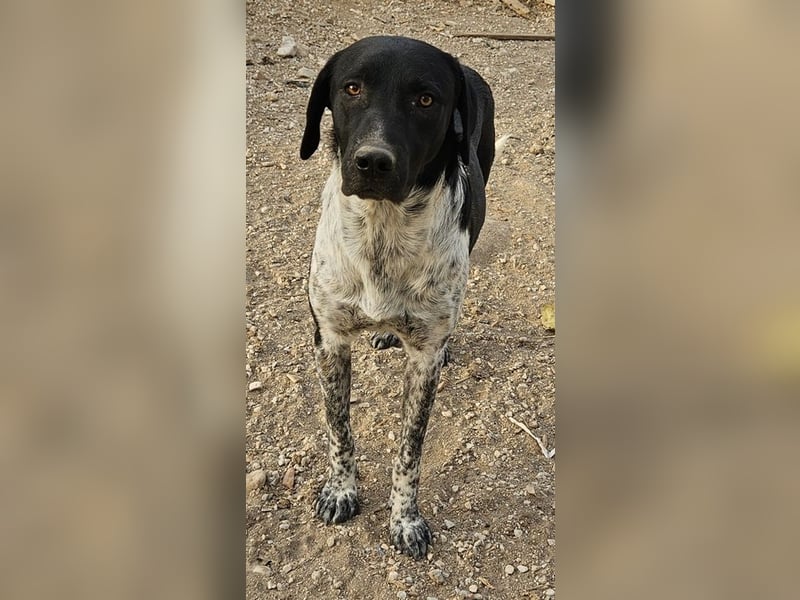 Tinu, geb. ca. 07/2023, lebt in GRIECHENLAND, im städt. Tierheim Serres