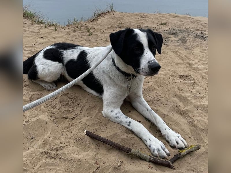 Speckbert, geb. ca. 02/2021, lebt bei einer Familie in 58636 Iserlohn Vermittlungshilfe