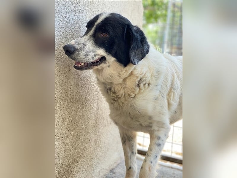 Valentino, geb. ca. 05/2021, lebt in GRIECHENLAND, im städt. Tierheim Serres